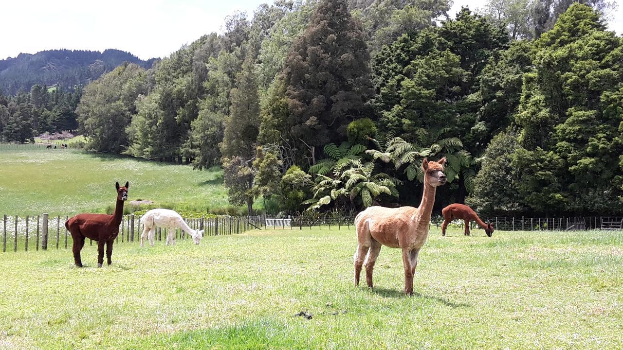 Bed and Breakfast Vinegar Hill Kauri Exterior foto